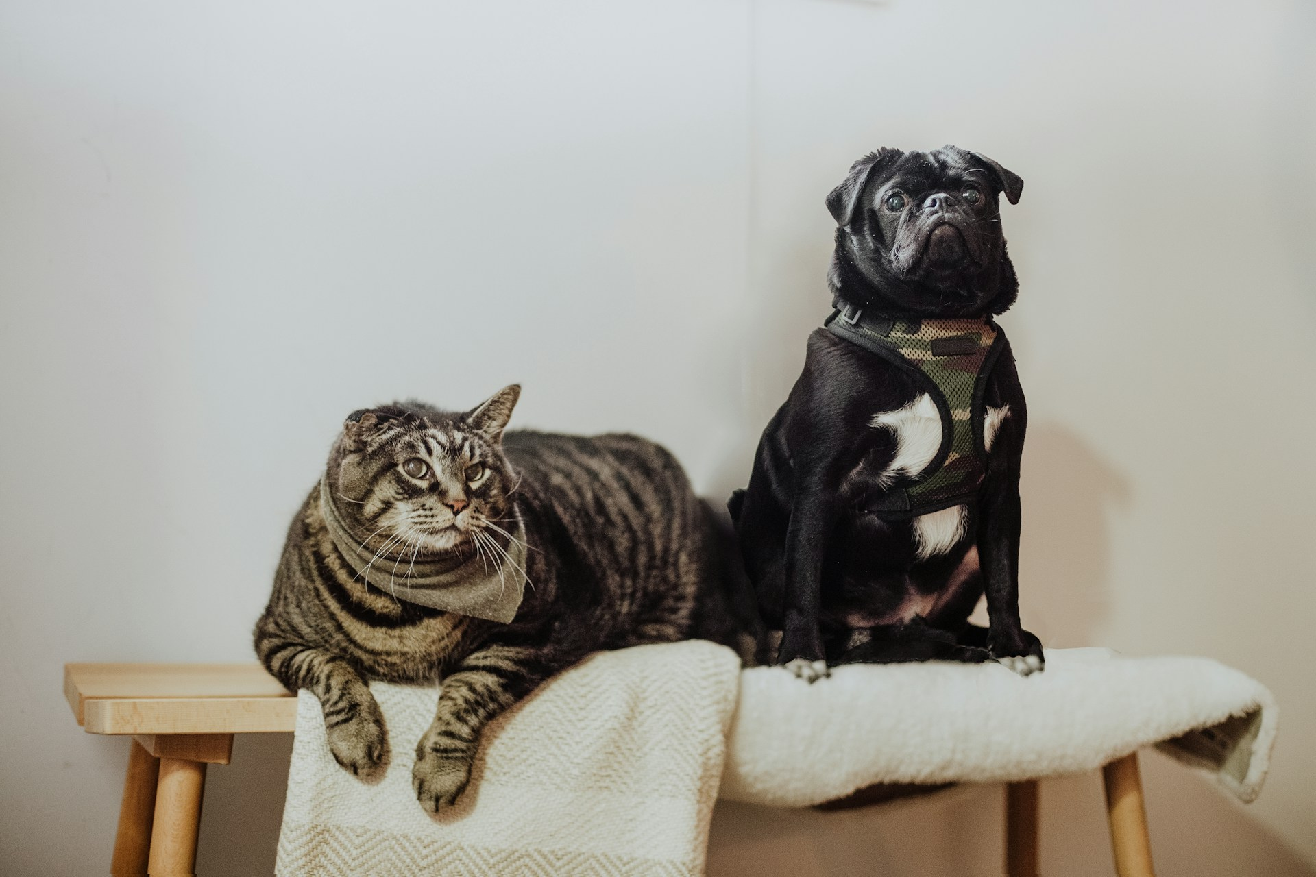 Yes, dogs and cats do really need teeth cleanings every year. Skipping dental cleanings will lead to periodontal disease and oral issues.