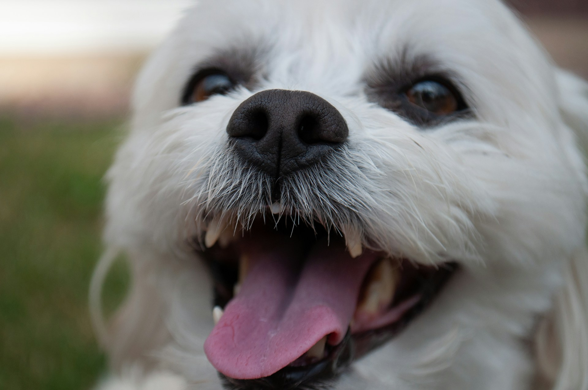 Bad breath, tartar buildup, swollen gums, cracked teeth, and dropping food are all signs that your pet needs dental care.