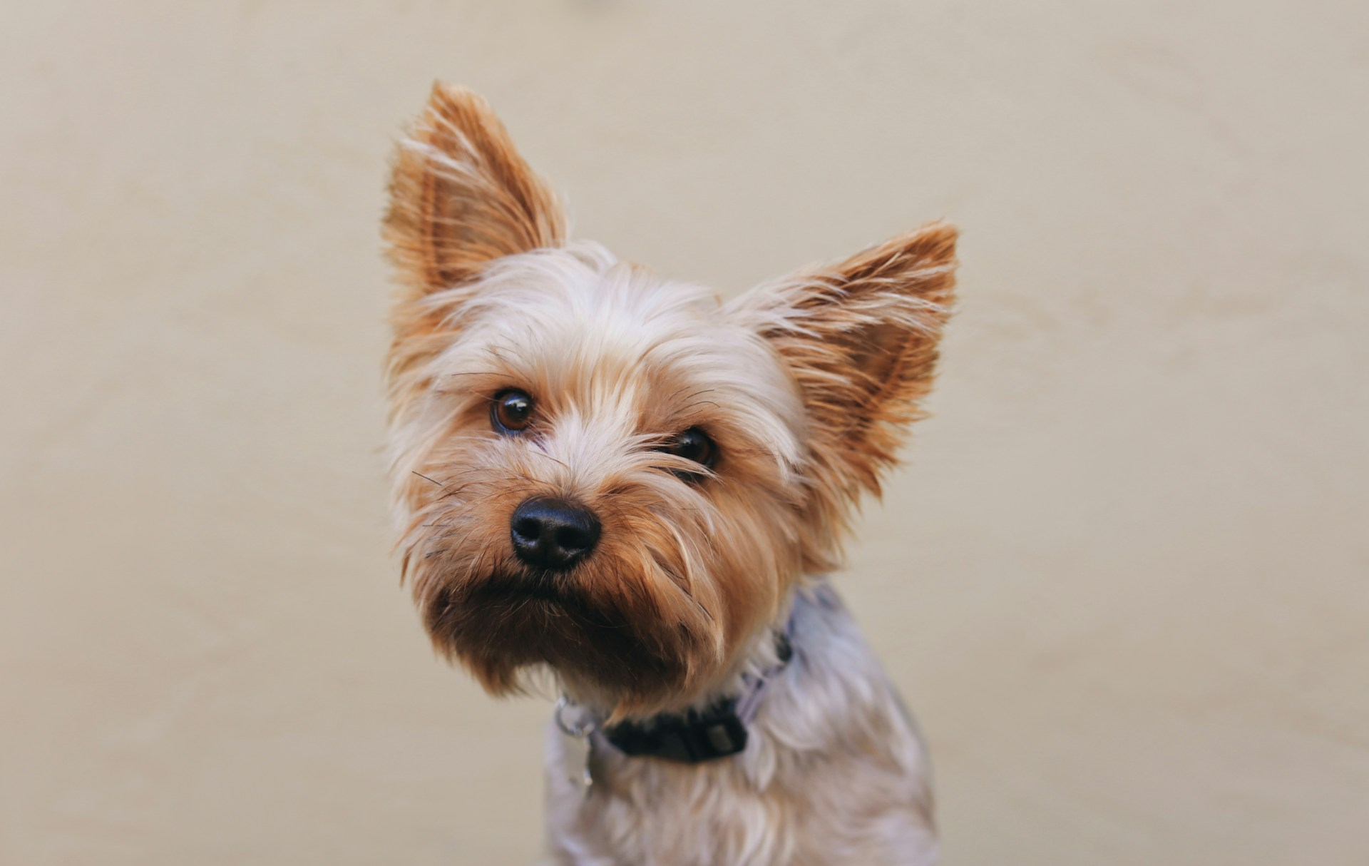 Does your pet need tooth extraction? We explain what to expect during recovery, what to feed your pet, and how to keep their mouth clean.