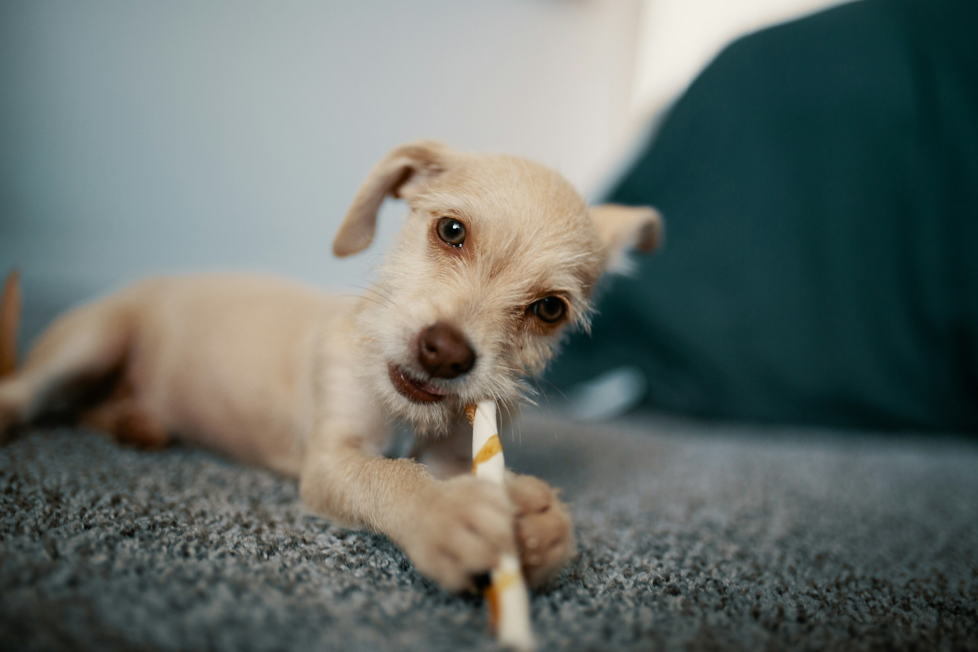 Many dogs with missing teeth need a soft food diet. Canned wet food, freshly cooked proteins, or dry kibble soaked in broth are a good start.