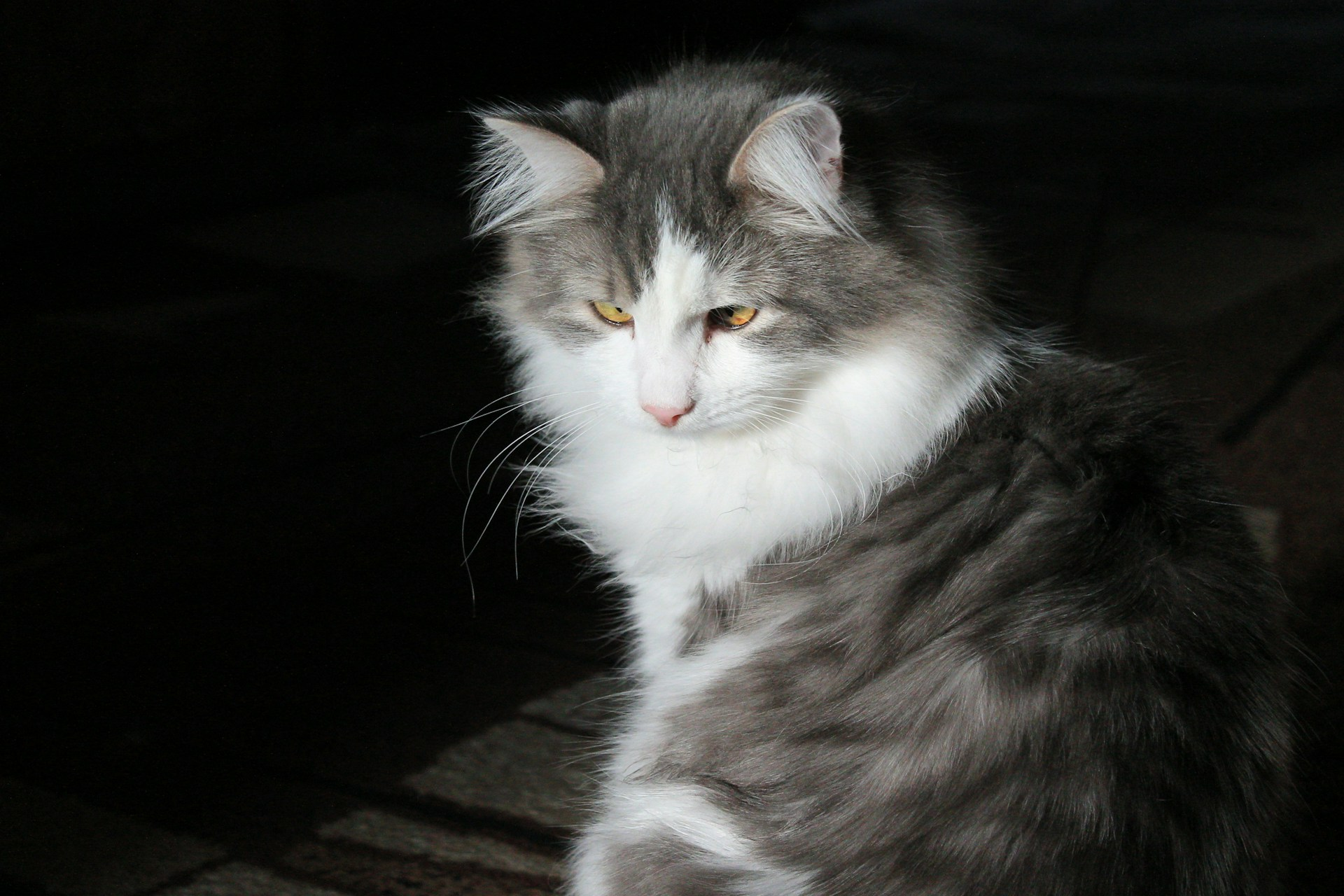 What type of dental problems do cats get? Gingivitis, periodontitis, and tooth resorption are the three most common dental problems in cats.