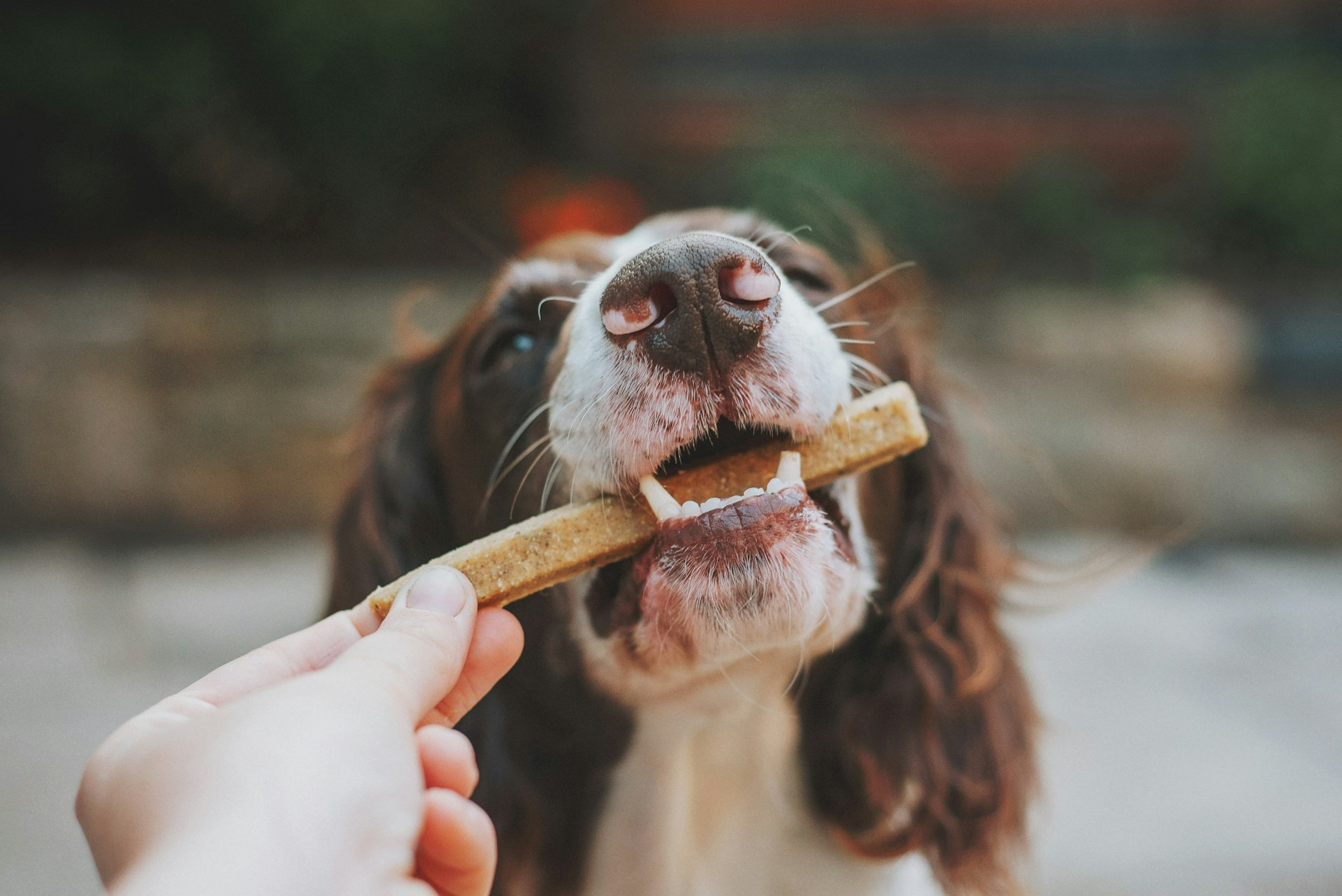 Giving your pet a dental chew every day is a great way to take care of their teeth. But it all depends on the type of treat you choose.