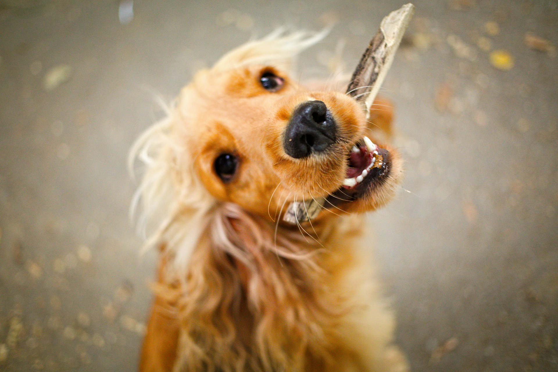 You shouldn’t let your dog chew bones, sticks, or antlers because if they break a tooth, they’ll probably need an extraction.