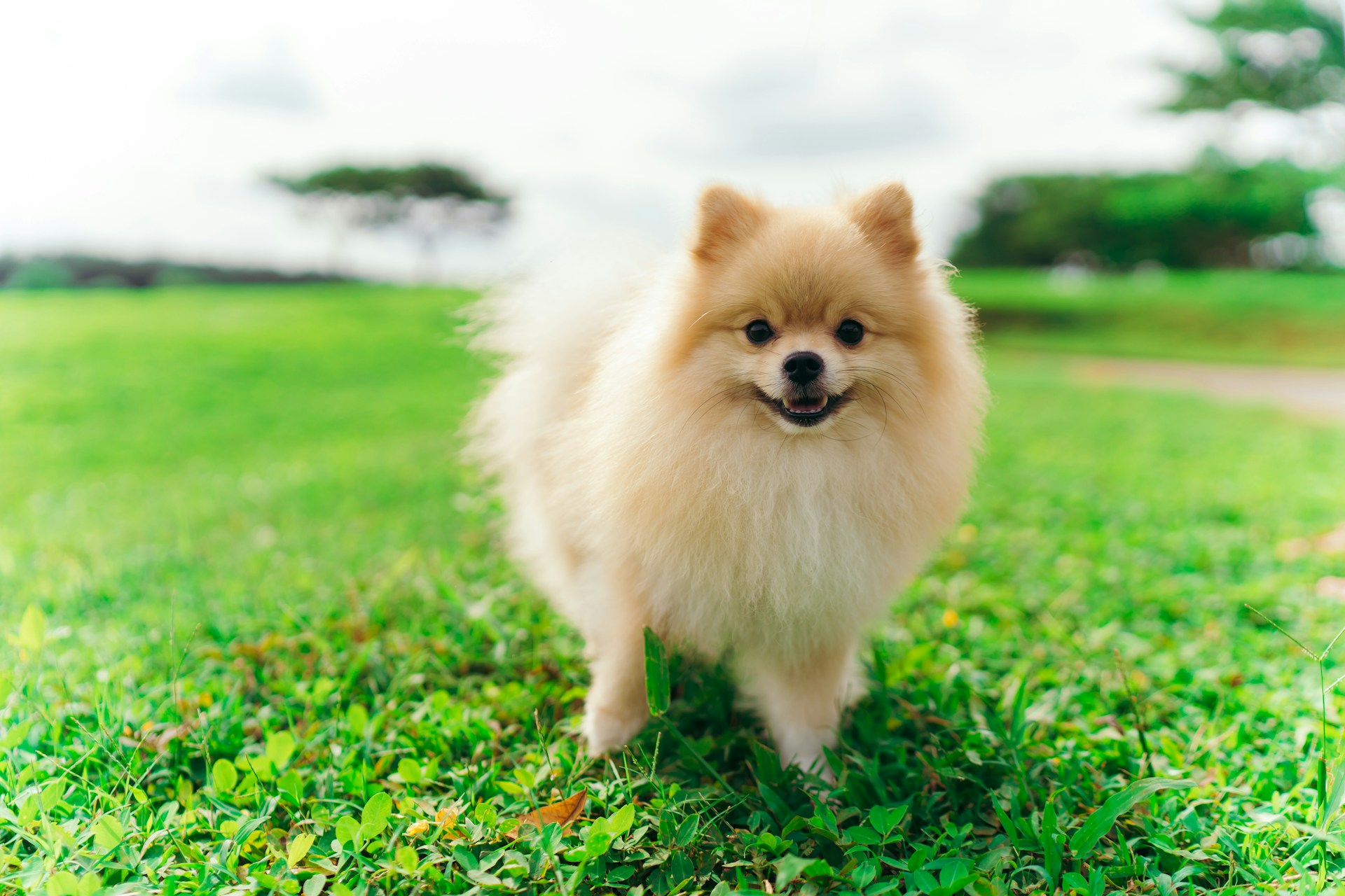 Toy breeds and flat-faced dogs have more dental issues. Yorkies, Chihuahuas, Pomeranians, Pugs, and French Bulldogs are prone to tooth loss.