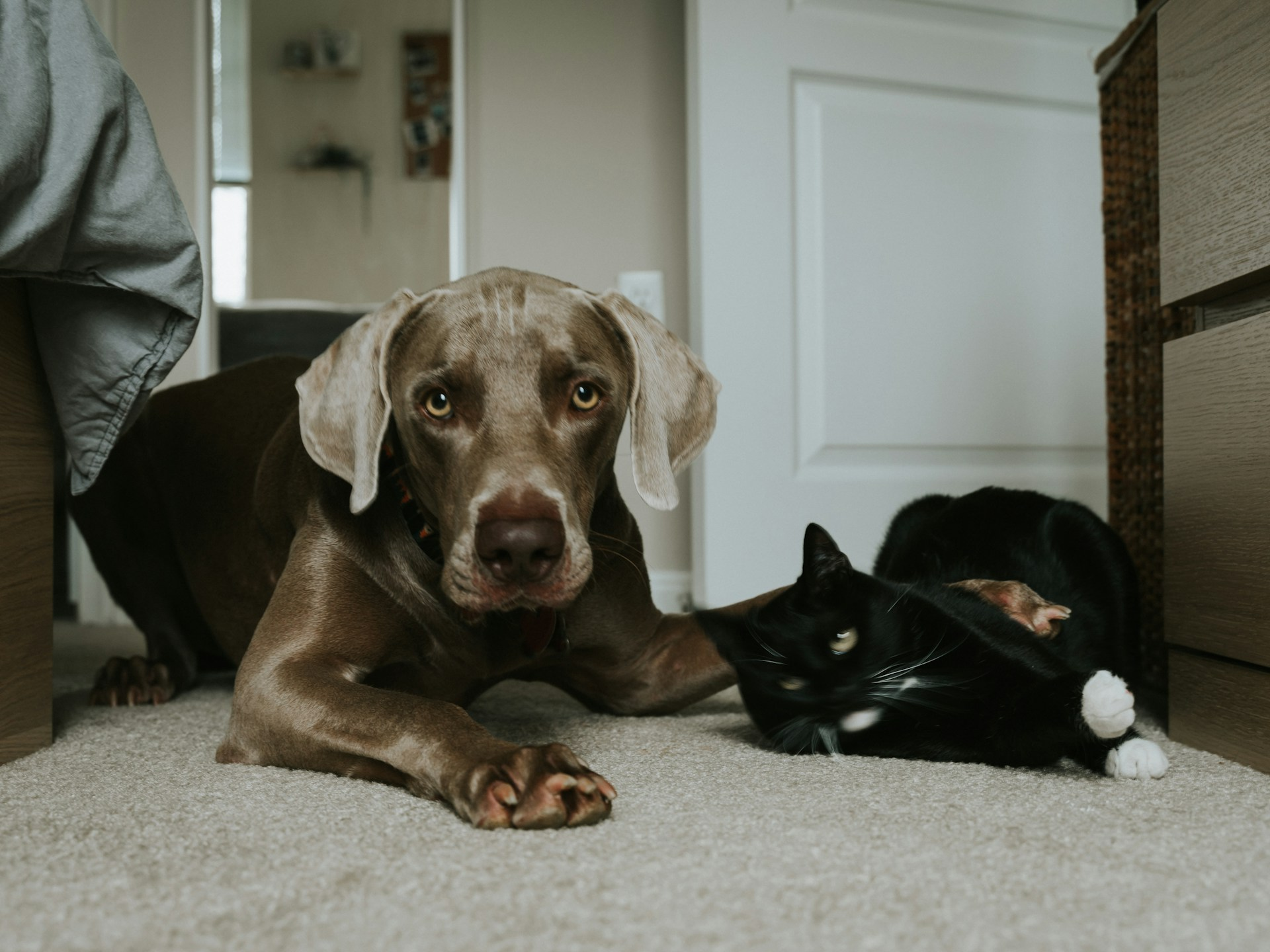 Signs of oral cancer in cats or dogs include a lump, swelling, bleeding in the mouth. Look for bad breath, trouble chewing, and weight loss.