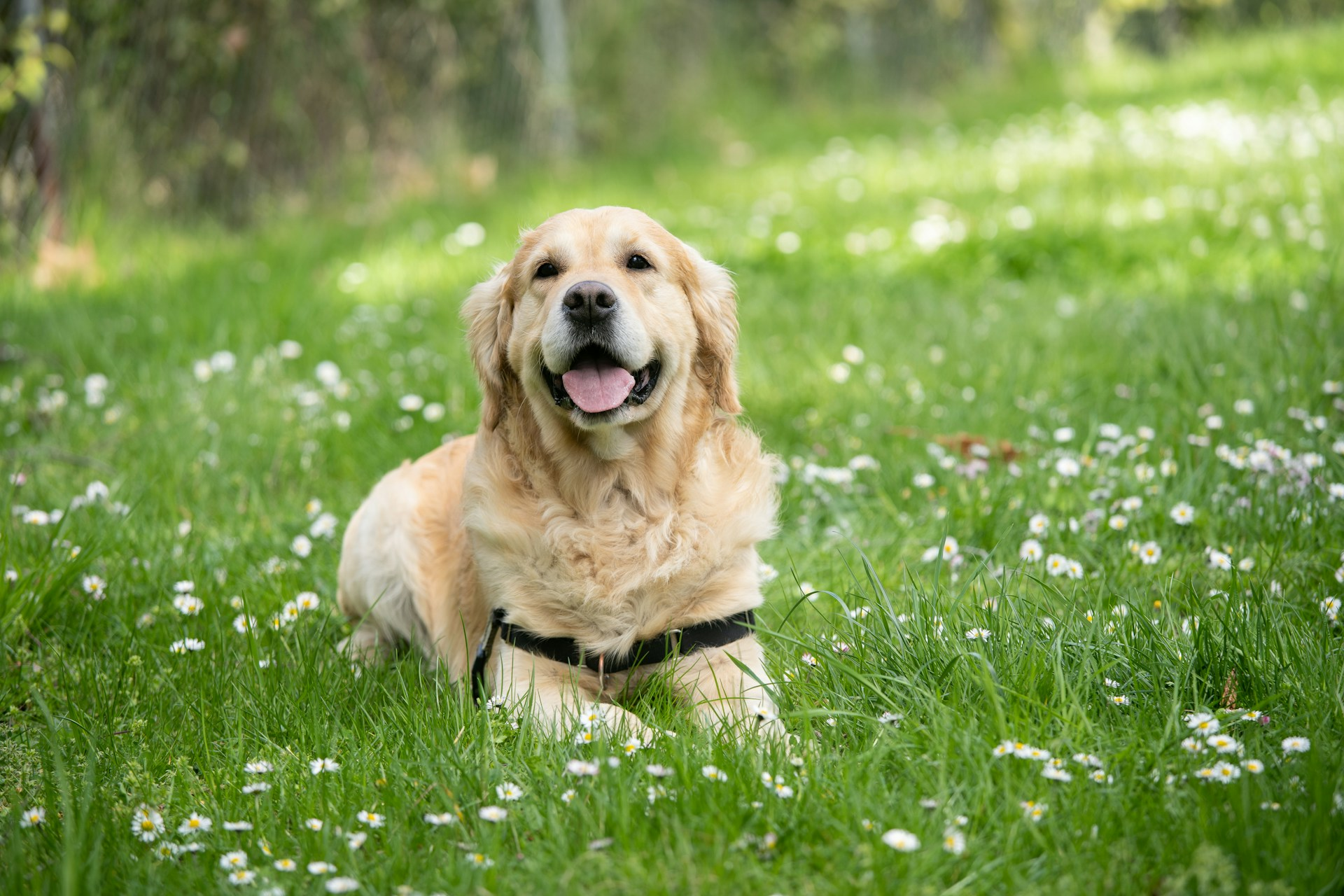 Pets need dental cleanings to prevent problems like periodontal disease and tooth loss. And if there’s ever an emergency like a broken tooth, our pet dentists can help.