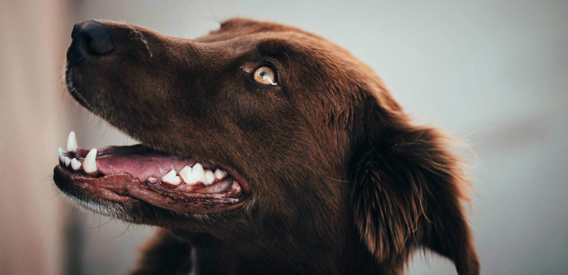 Brushing your pet’s teeth helps prevent the plaque and tartar buildup that cause tooth loss. Use a pet-safe toothpaste and brush every day.