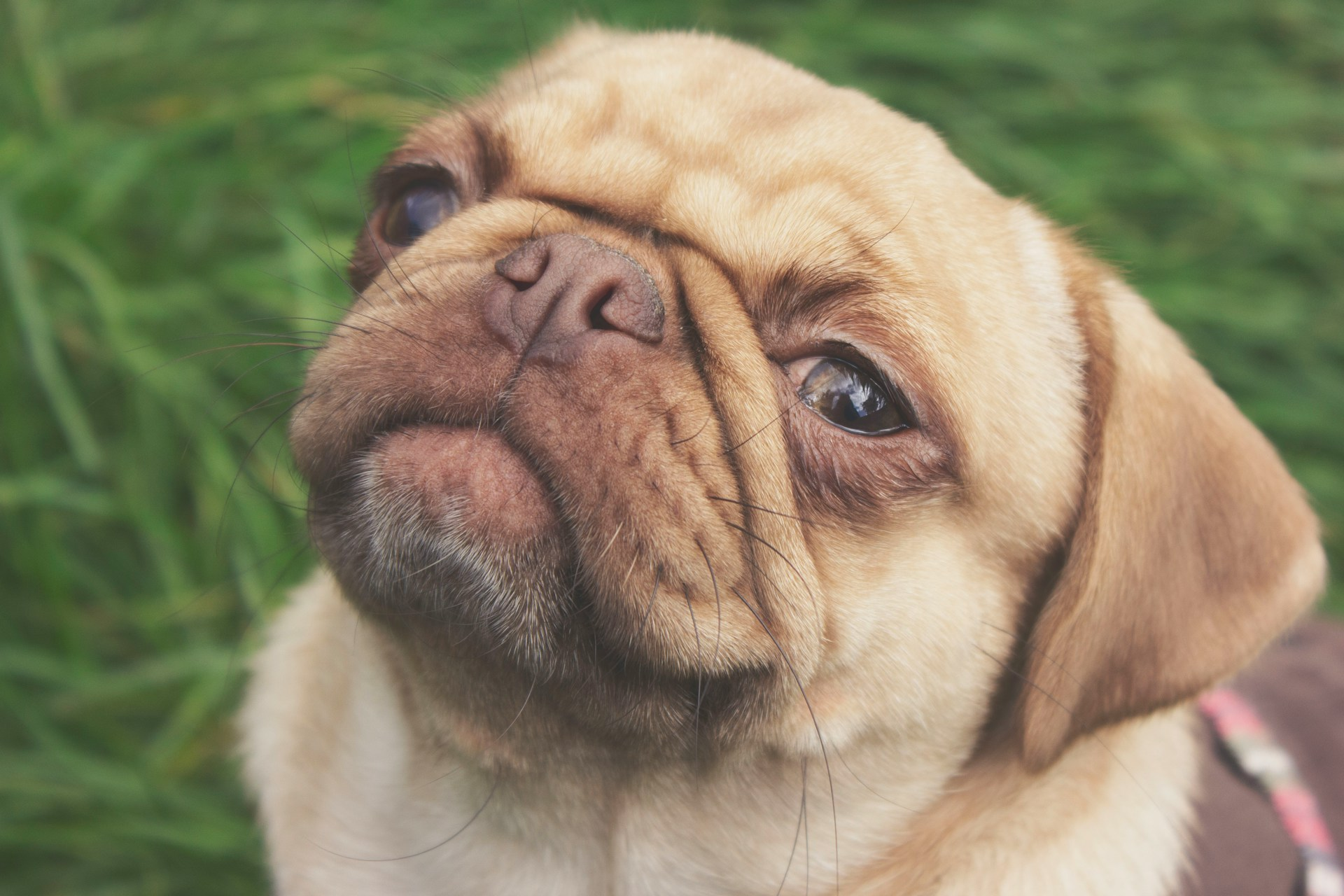 Flat faced dogs have more dental problems because they have a short jaw with a full set of teeth. Crowding and underbites often mean they’ll need tooth extractions.